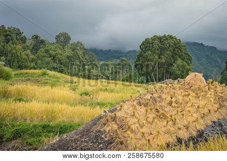 Beautiful Landscape Of The Rice Fields And Rice Being Harvested In Tana Toraja Highlands Near Batutu