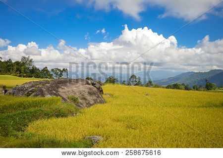 Beautiful Panoramic Landscape With Rice Fields In Tana Toraja Highlands Near Batutumongi Village. So