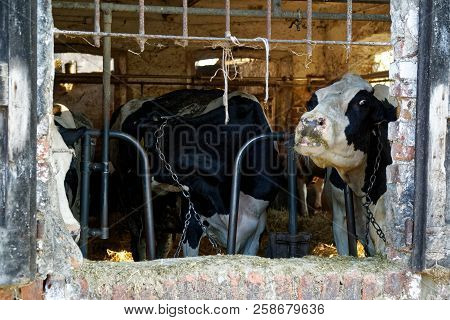 Dairy Cows In The Stable, Animals Farm