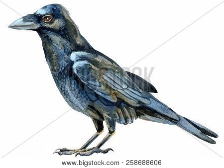 Watercolor Illustration Of A Rawen, Drawing By Hand Of A Black Bird For Halloween