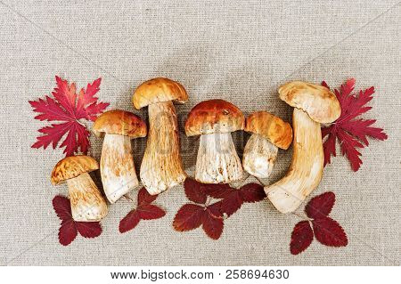 Three Mushrooms Boletus Close Up With Autumnal Red Leaves On Wooden Background. Copy Space.