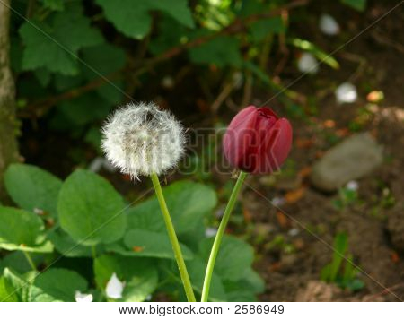 Friends - Dandelion And Tulip