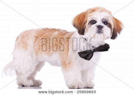 Stojící malé štěně Shih Tzu