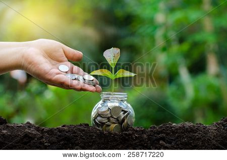 Hand Put Money Bottle Banknotes Tree Image Of Bank Note With Plant Growing On Top For Business Green