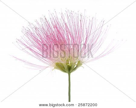 Roze silktree bloem op witte achtergrond