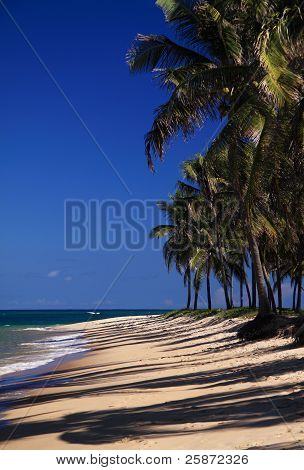 Egzotik tropik palm beach Brezilya