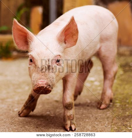 Animal Portrait Of Standing Cute Little Pink Pig.