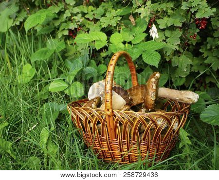 White Mushrooms In A Basket