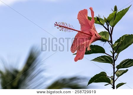 Pink Hibiscus Rosa-sinensis, Known As Chinese Hibiscus, China Rose, Hawaiian Hibiscus, Rose Mallow A
