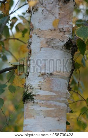 Closeup Of A Silver Birch Tree In Autumn