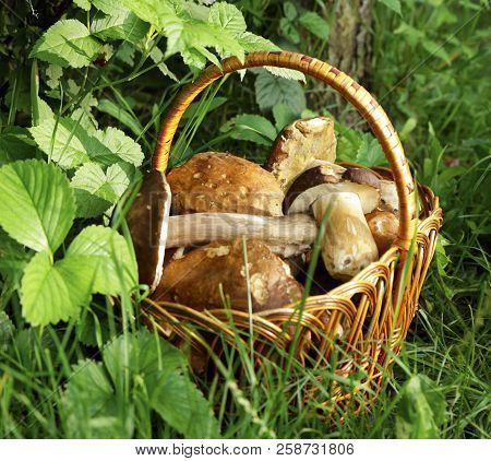White Mushrooms In A Basket