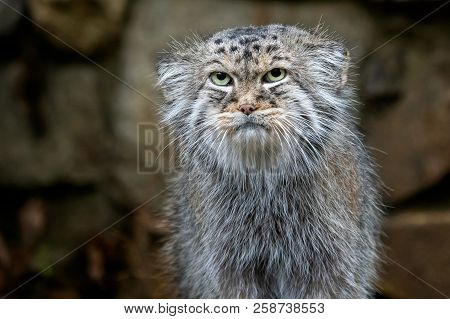 Manul Or Pallas's Cat, Otocolobus Manul, Cute Wild Cat From Asia.