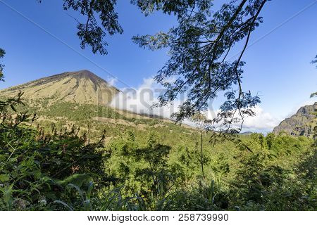 Plants And Vegetation At The Base Of Mount Inerie In Flores, Indonesia.