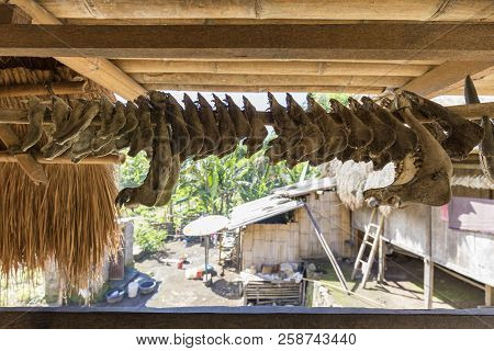 Pig And Buffalo Mandibles From Ritual Sacrifices In The Luba Traditional Village In Flores, Indonesi