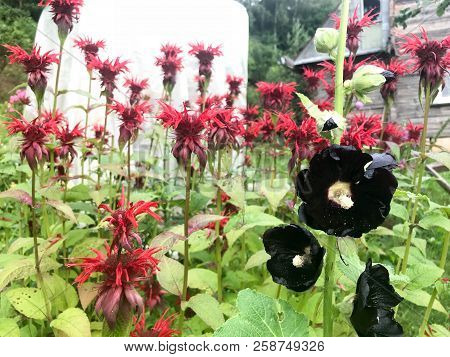 Black Hibiscus Flowers With Large Bright Fluffy Juicy Fresh Petals Tender Against The Background Of 