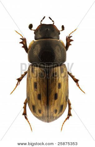 Aphodius Conspurcatus
