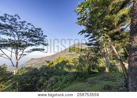 Trees On A Slope In Front Of Mount Inerie In Flores, Indonesia.