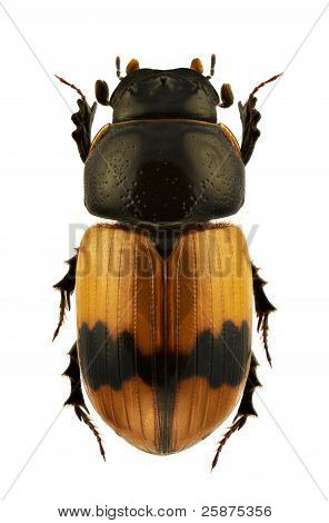 Aphodius Coniugatus