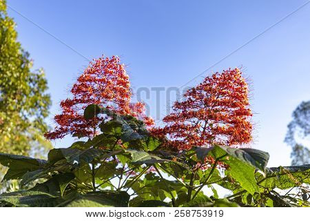 Wild Pepper Growing Along The Road In Ruteng, Indonesia.