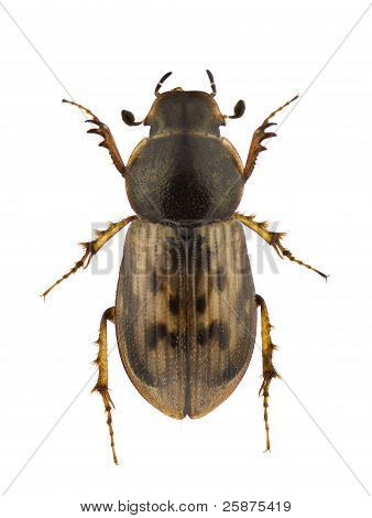 Aphodius Obliteratus
