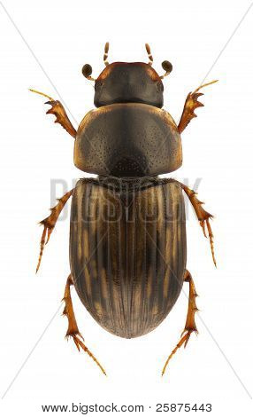 Aphodius Sticticus