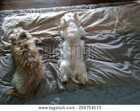 Dogs Resting On The Bed. The Dog Breed Is A Cairn Terrier And Westie Terrier.