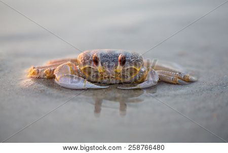 Nc Ghost Crab