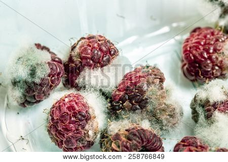 Close-up Ripe Red Rotten Raspberry With White Grey Mold On It. Spoiled Berry In Plastic Box. Macro