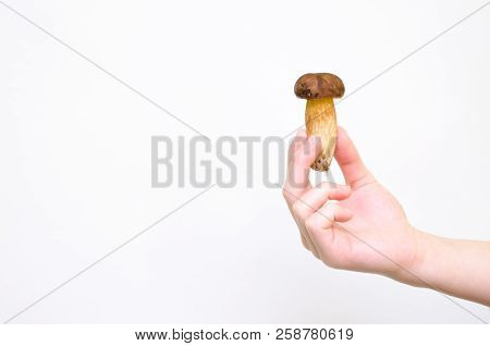 Hand Holding Ittle Fresh Forest Mushroom On White Background