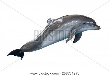 grey doplhin isolated on white background