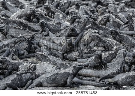 Galapagos marine iguanas sleepign on volcanic rock of Fernandina island in the Islas galapagos. Background of numerous small iguana animals resting, funny texture.