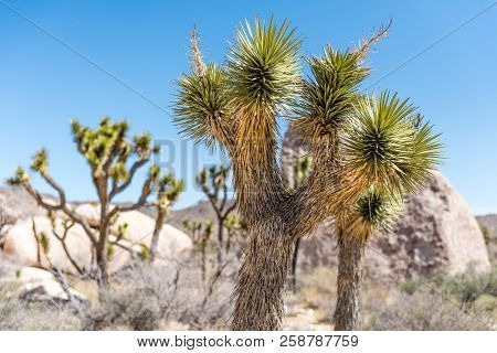 Joshua Trees (yucca Brevifolia) In Hall Of Horrors Area Of Joshua Tree National Park, California