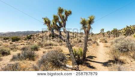 Joshua Trees (yucca Brevifolia) On The California Riding & Hiking Trail In Hidden Valley Of Joshua T