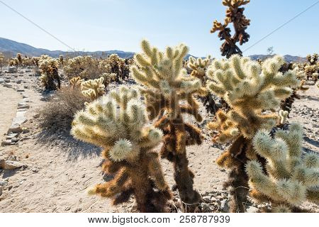 Cholla Cactus (cylindropuntia Bigelovii) Known As Teddy-bear Cholla In The Cholla Cactus Garden In J