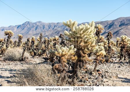 Cholla Cactus (cylindropuntia Bigelovii) Known As Teddy-bear Cholla In The Cholla Cactus Garden In J