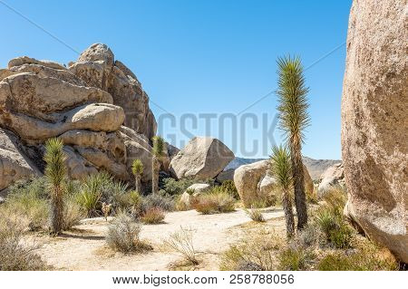 Joshua Trees (yucca Brevifolia) In Hall Of Horrors Area Of Joshua Tree National Park, California
