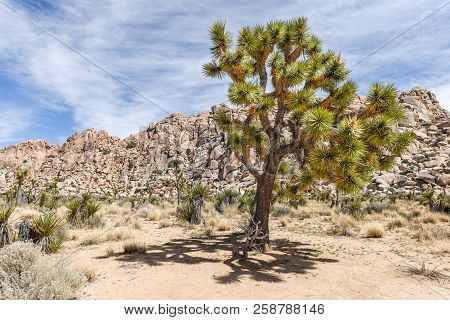 Joshua Trees (yucca Brevifolia) On Boy Scout Trail In Joshua Tree National Park, California