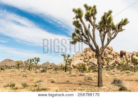 Joshua Trees (yucca Brevifolia) Among Boulder Pile In Joshua Tree National Park, California