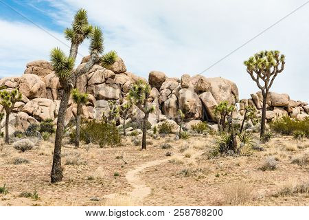 Trail Through Joshua Trees (yucca Brevifolia) Among Boulder Pile In Joshua Tree National Park, Calif