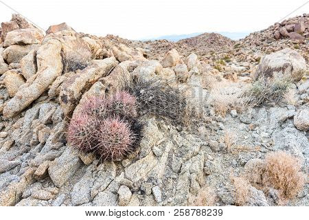 Echinocactus Polycephalus (cottontop Cactus) In Porcupine Wash Wilderness Area Of Joshua Tree Nation