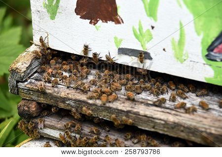The Bees At Front Hive Entrance Macro Close Up. Bee Flying To Hive. Honey Bee Entering The Hive. Hiv