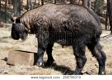 Takin Goat - National Animal Of Bhutan