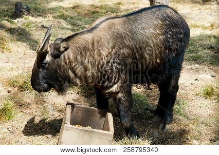 Takin Goat - National Animal Of Bhutan