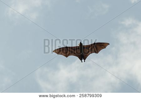 Indian Flying Fox In Air - Sri Lanka