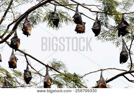 Indian Flying Foxes On Branches - Sri Lanka