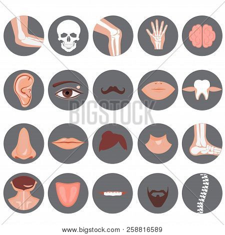 Human Nose, Ear, Mouth Mustache Hair And Eye Neck Back Tongue Tooth Thoart Clavicle Lips Beards Knee