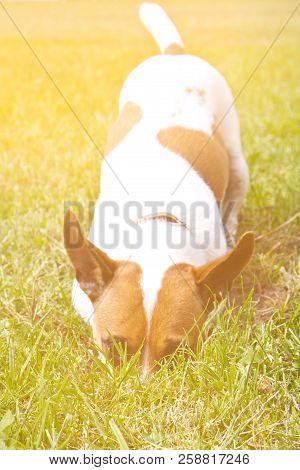 Jack Russell Terrier Digs A Hole In The Ground