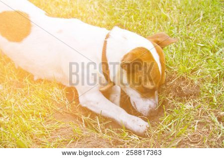 Jack Russell Terrier Digs A Hole In The Ground