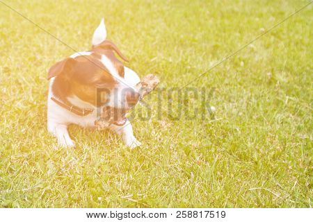 Dog Jack Russell Terrier Bites A Stick Lying On The Grass