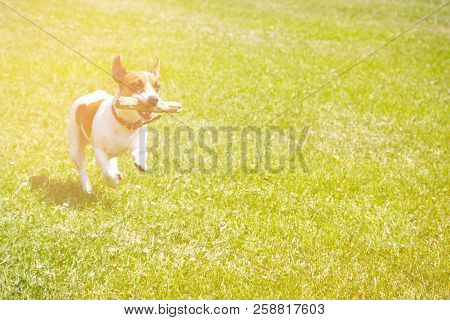 Dog Running With A Stick In The Mouth Is Playing